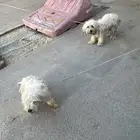 للبيع عدم تفرق ذكر وانثى عمر 7 شهور