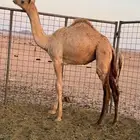 بكره بنت عز الجيش منتج سبق