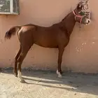 حصان شعبي للبيع