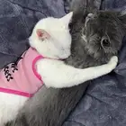 بسه شيرازيه انثى على سوم