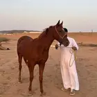 فرس شعبي للبيع