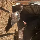 بط سوداني أو مصري
