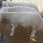 رخال