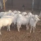 رخال حري فاخره مقنوي (تم البيع)