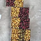 رطب اخلاص وخنيزي استلام من مزرعتنا بالاحساء