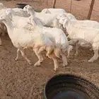 بهم حري