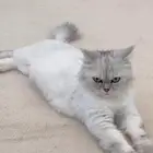قطط لتبني