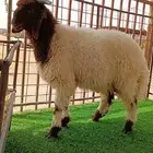 ذبايح شقراء تابي