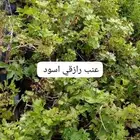 شتلات
