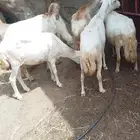 نعاج رفيديات الموقع فيفاء