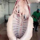 حاشي بلدي نص ربع ثمن