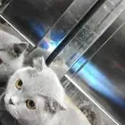 قطو سكوتش فولد انثى