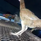 دجاج بلدي وا باكستاني.