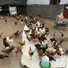 دجاج بلدي وتركي للبيع