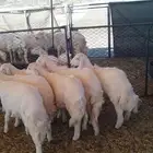 7 طليان للبيع