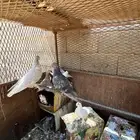 اعرض لكم أرانب وبر وحمام مشكل ودجاج بلدي ودجاج براهمه ود