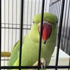 ببغاء درة هندي