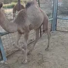 2 قعدان للبيع