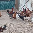 دجاج بلدي وفيومي