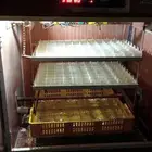 فقاسه تماتيك نضيفه تشيل 180 تقريباء