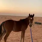 للبيع حصان العمر من خمسة شهور لي ستة
