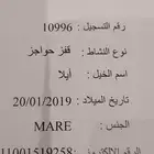 فرس انجليزيه للبيع