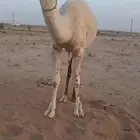 بكره