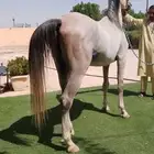 الرياض ديراب