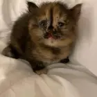 قطط