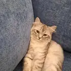 قطه للتبني