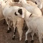 غنم سواكني جملة وتجزئة