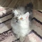 قطط لتبني