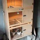 حضانة صيصان