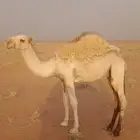 قعود للبيع