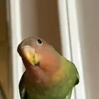 ببغاء روز للبيع