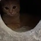 قطو حنون لتبني