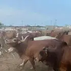 موجود جميع انوع الابقار