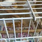 جوزين روز جوز معاه 4 فروخ وجوز معاه 3 فروخ