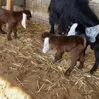 للبيع العنز تحتها ثلاثه