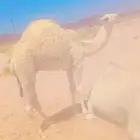 للبيع حاشي فاخر جدا
