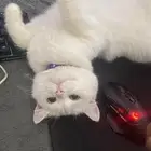قطه سكوتش