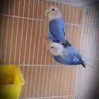 للبيع جوز روز منتج