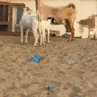 عنز معه اثنين