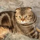 ذكر سكوتش فولد ماربل منتج للبيع