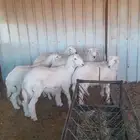 للبيع 6 خروف حري