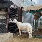 خروف للبيع