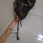 مراوح لومينا شرط نضافه