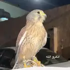 باشق للبيع مدرب