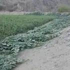 هدى الشام