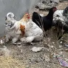 دجاج براهما